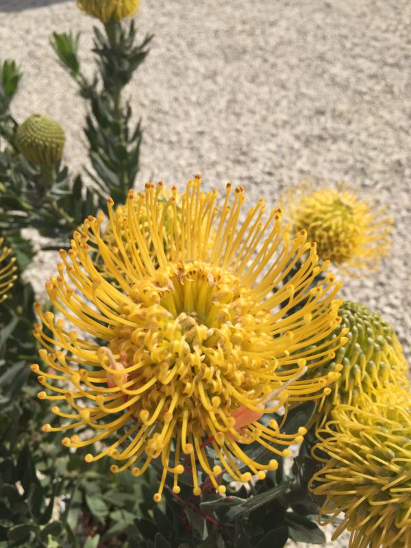 I love Floracult: the first of my Spring Traditions. It's a great flower fair in Rome, in the Fendi sister's manor in the countryside, where you can find wonderful, colorful, extravagant things. I made a few pictures to show you the beauty of this outdoors festival.