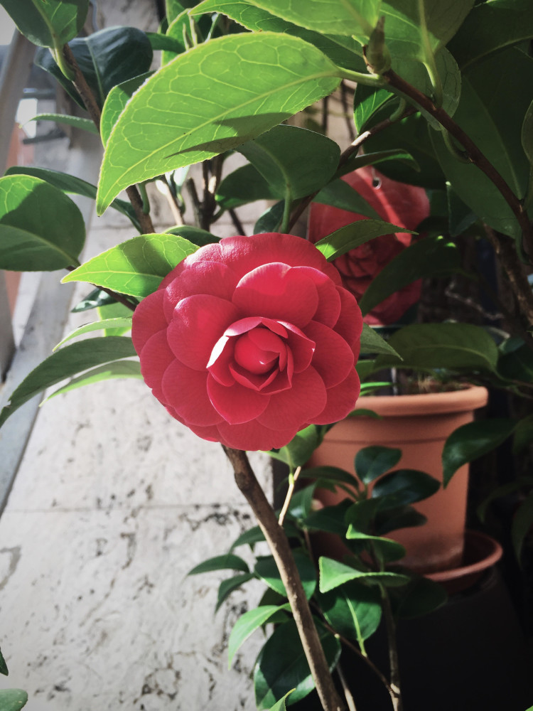 gardening camellias by gourmet project