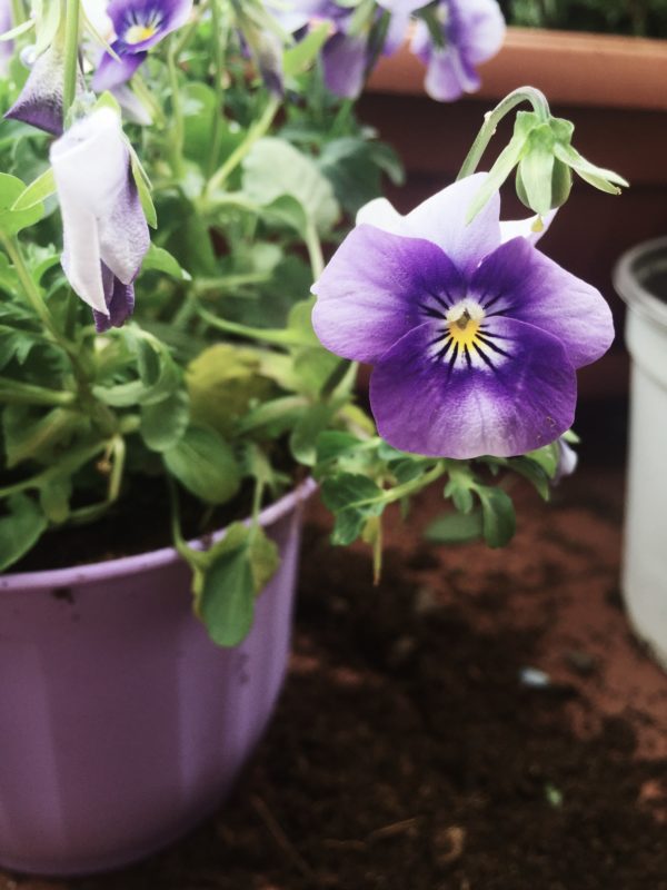 Everyone is cooking with pansies these days. Me too. And I'm also growing them, and researching.