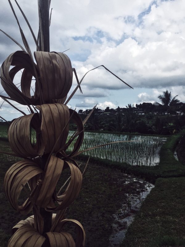rice fields near Ubud, Bali