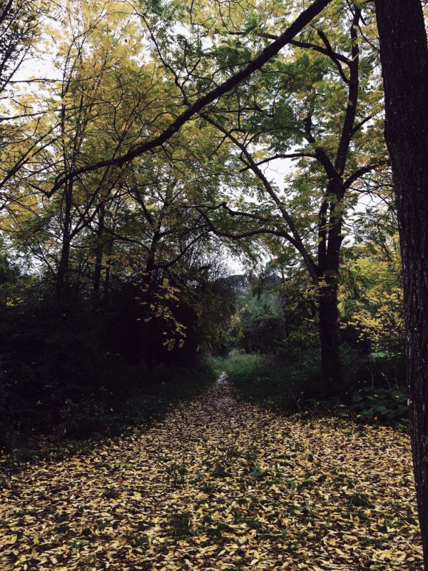 Villa Ada (my favorite and near home green spot) has the biggest urban forest of Europe. Come have a walk!