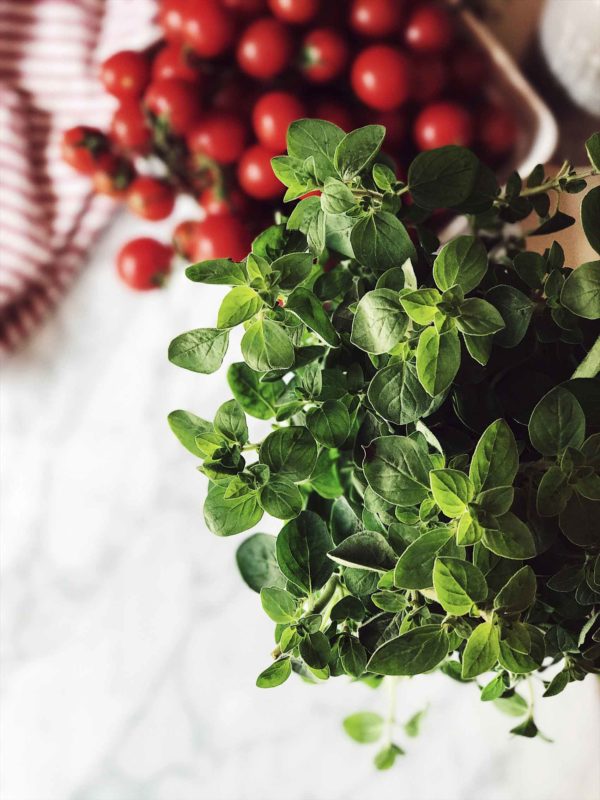 oregano plant: cause fresh is always better