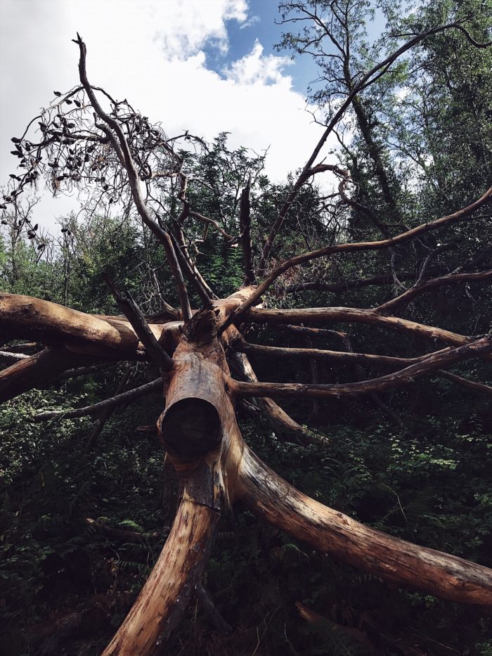 Forest bathing in Rome: an Italian Fall bucket list