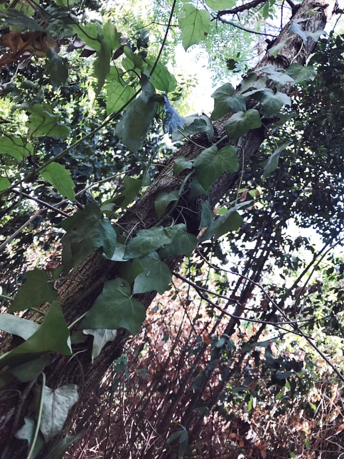 Forest bathing in Rome: an Italian Fall bucket list