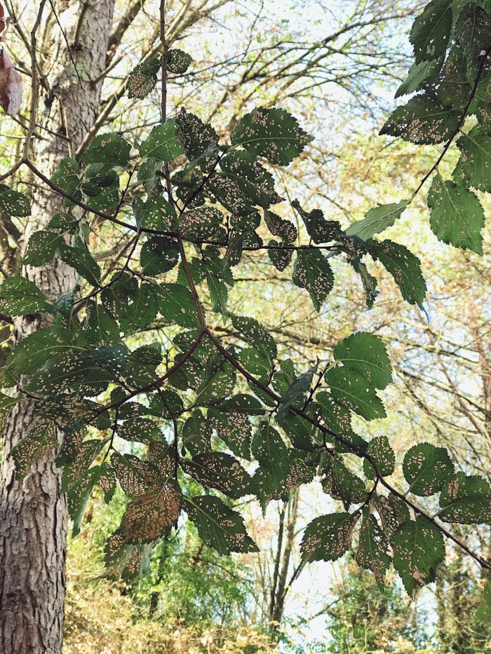 Forest bathing in Rome: an Italian Fall bucket list