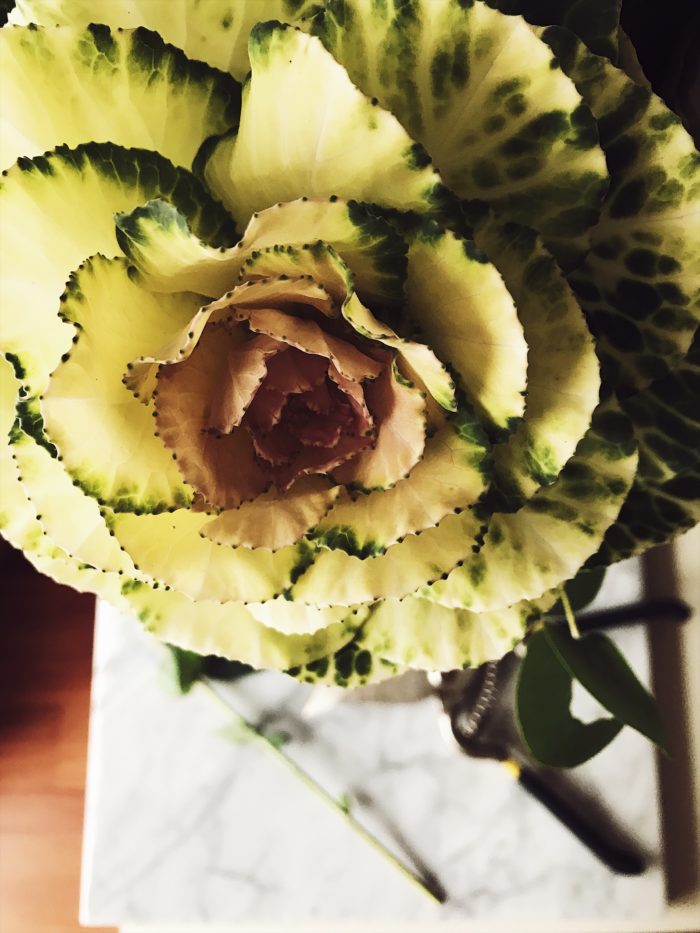 brassica flowers