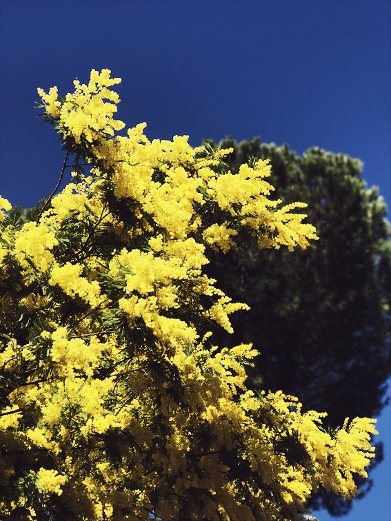 mimosa trees in Rome