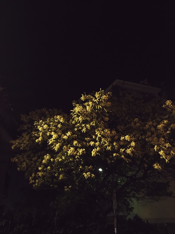 mimosa trees in Rome