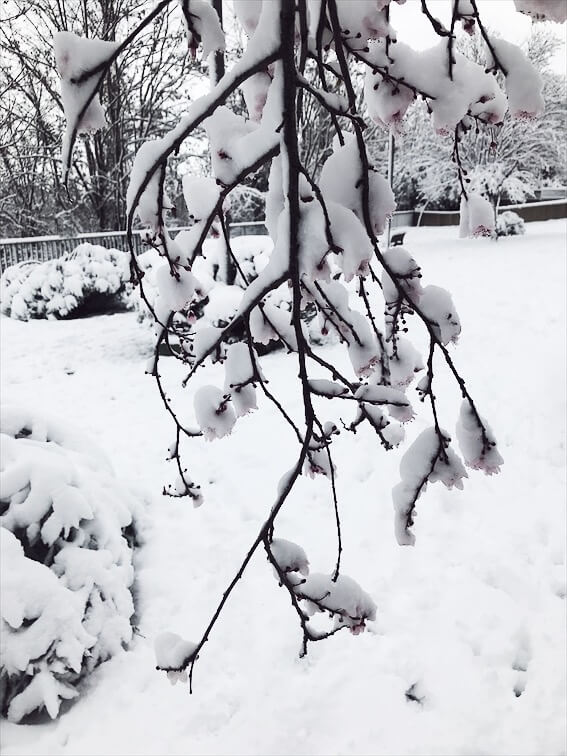 snowstorm in Rome trees covered in snow snowstorm in Rome 2018 pics #rome