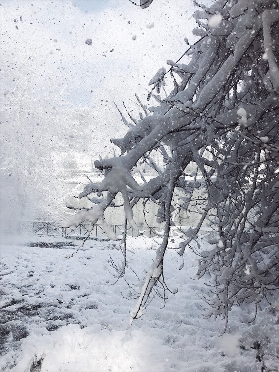 snowstorm in Rome white trees snowstorm in Rome white