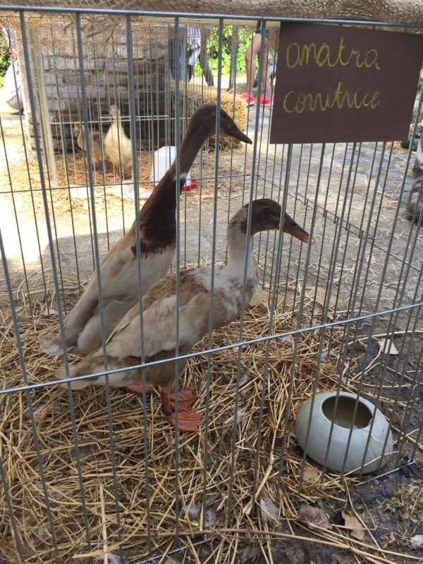 I love Floracult: the first of my Spring Traditions. It's a great flower fair in Rome, in the Fendi sister's manor in the countryside, where you can find wonderful, colorful, extravagant things. I made a few pictures to show you the beauty of this outdoors festival.