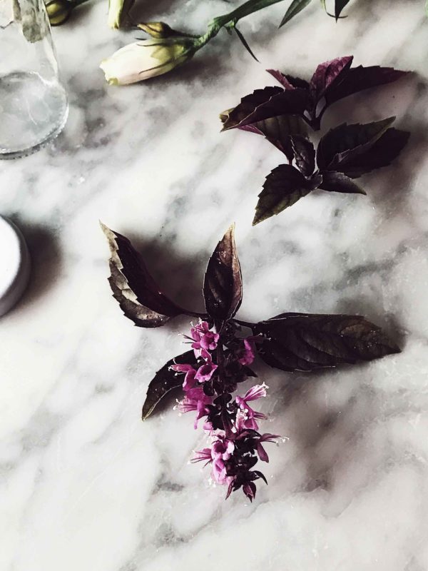 purple basil flowers