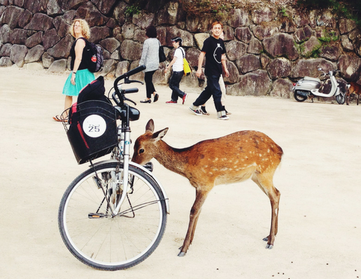 foodtrotting japan