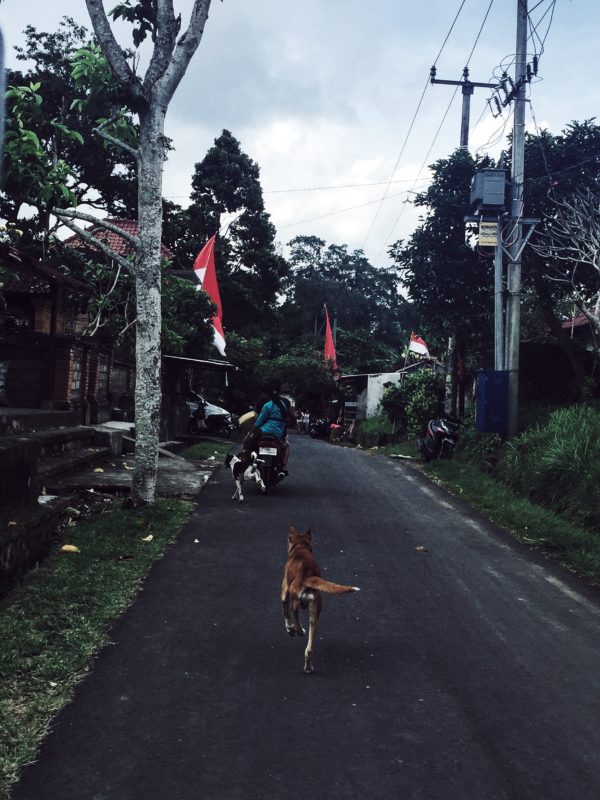 cats, hens and mokeys street life in Bali