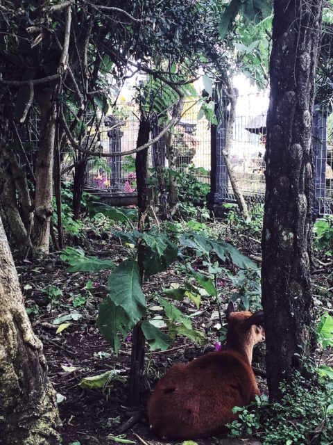 animal sacrifices in bali