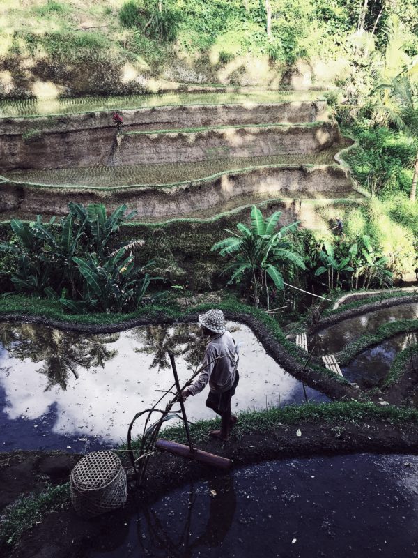 Rice terraces in Bali are amazing: surreal landscapes and, as always, smiling faces at (hard) work. We visited both Tegalalang and Jatiluwih (easier to walk through), but I can’t say which one is better. I also learned a few things about rice cultivation in Bali: The white rice cycle is generally about three months long. The black or red rice cycle is longer: about 7 months. Black and red rice need mountain climate, while white rice is ok with lowland. Daily, an Indonesian eats up to 500 gr (17 oz) of rice. Although these beautiful terraces, Indonesia needs to import rice, mostly from Vietnam. When people get married in Bali, they receive huge amounts of rice as wedding gift; so much, they can sell it and make a little fortune.