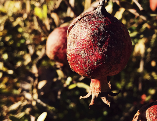 Celebrate Fall & Christmas in Italy with Authentic Recipes & Roman Traditions