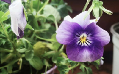 benefits of cooking with pansies