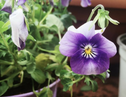 benefits of cooking with pansies