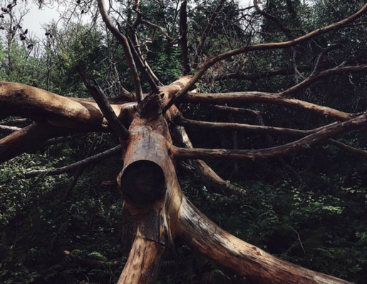 forest bathing