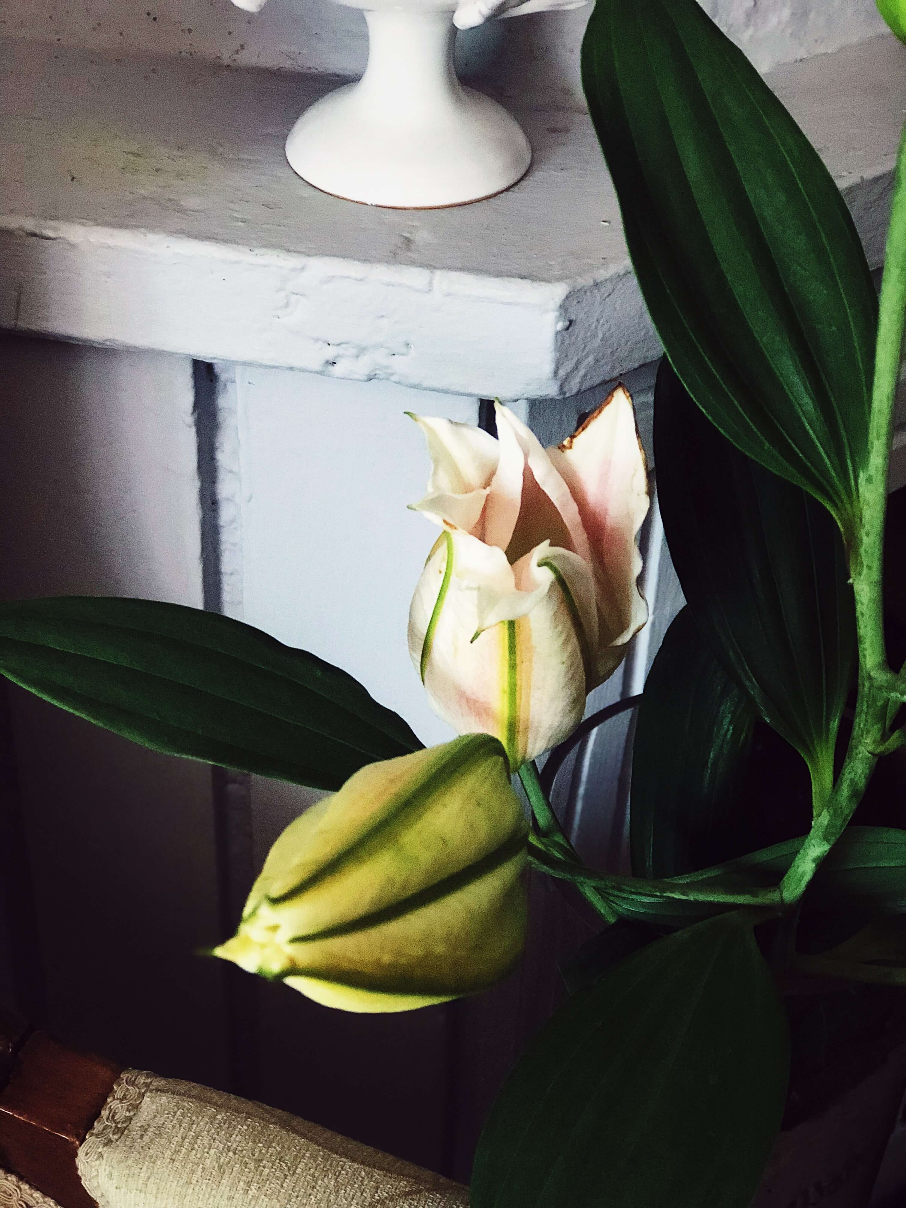 flowers while baking #gourmetproject