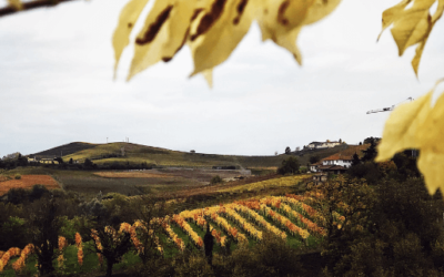 Simposio’s Alba & Langhe: Piedmont recipes, the Langhe wine region and the city of Alba in a travel cookbook