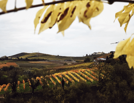 SIMPOSIO’S ALBA & LANGHE: PIEDMONT RECIPES, THE LANGHE WINE REGION, AND THE CITY OF ALBA IN A TRAVEL COOKBOOK