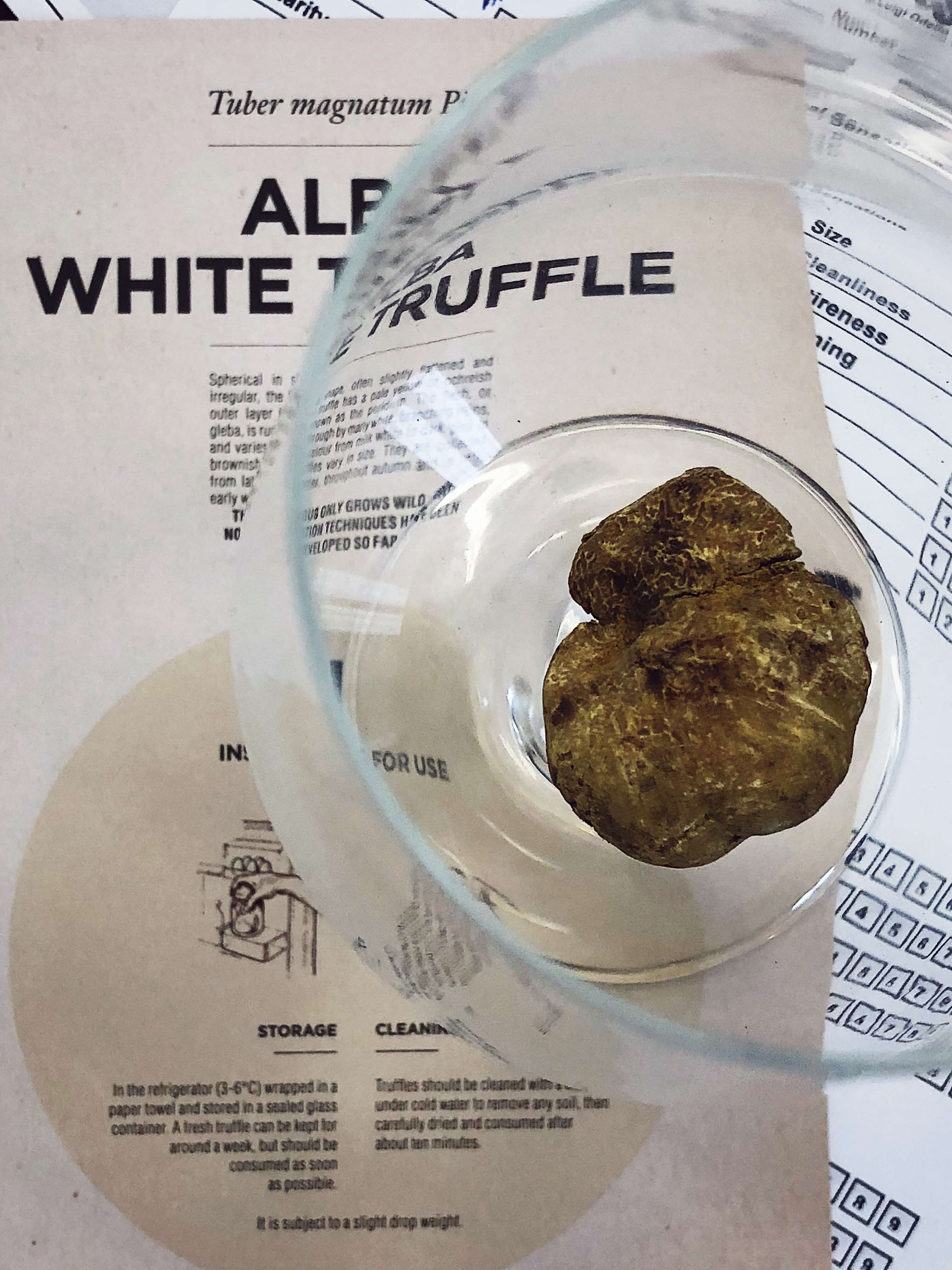 alba and langhe truffles