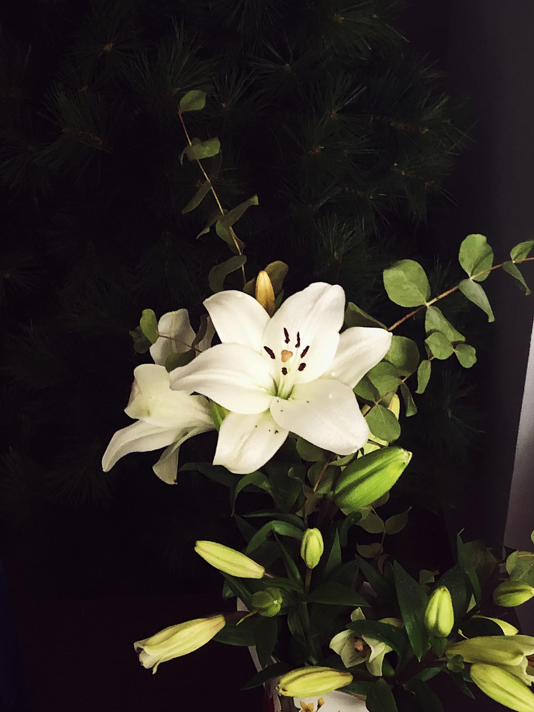 Christmas in Italy white Christmas flowers