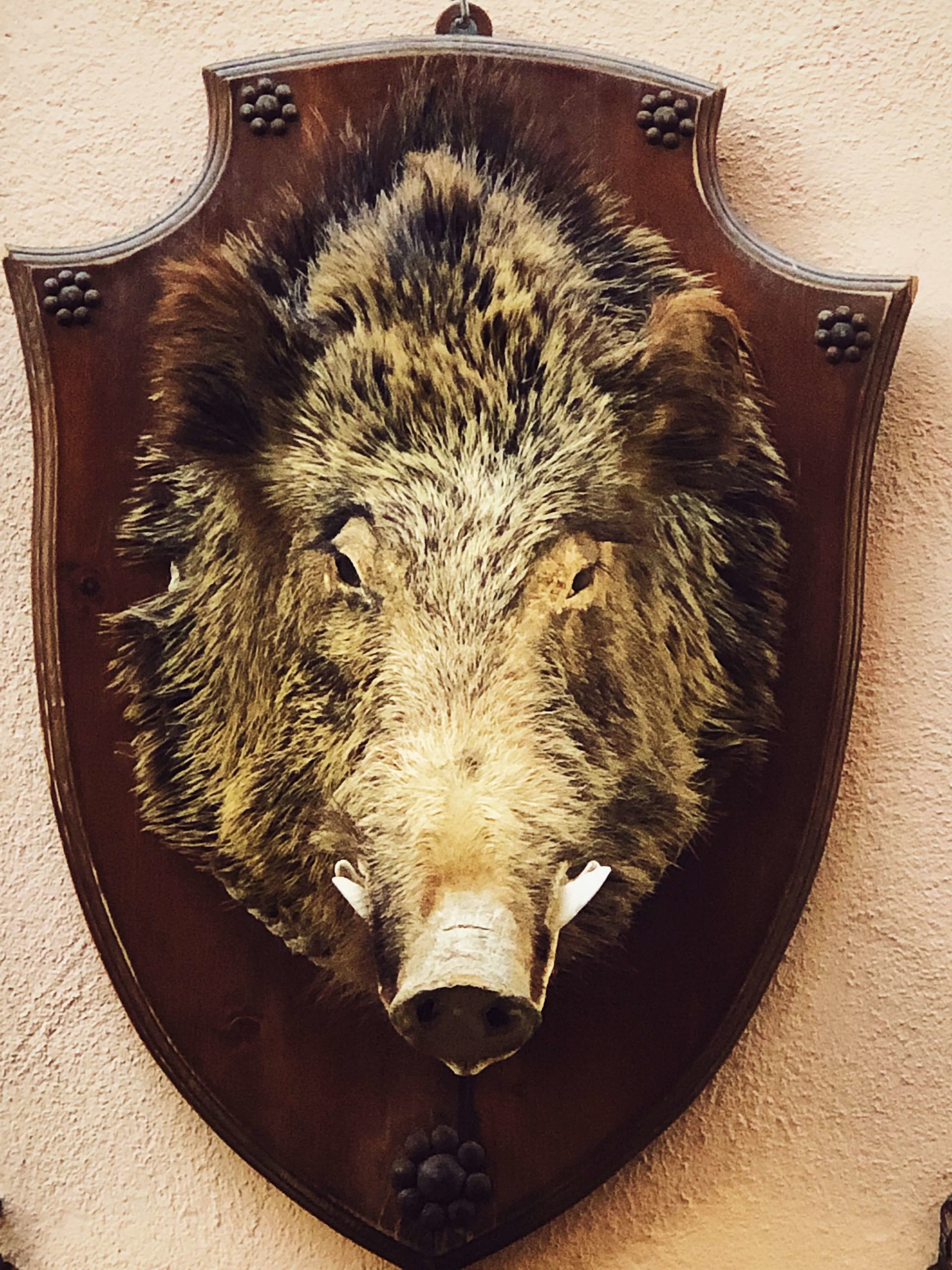 wild boar in Italy