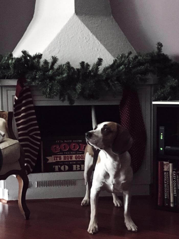 my beagle dog next to my Christmas fireplace