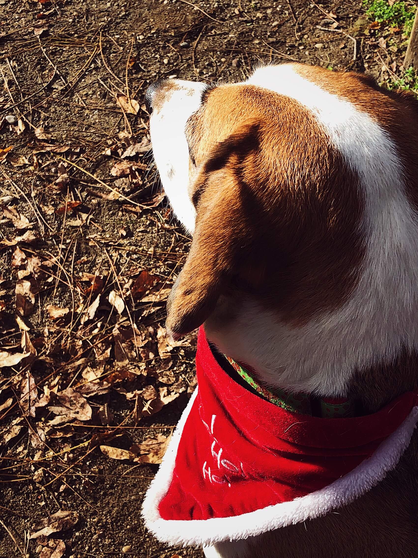 my beagle Smeagol with his Christmas bandana