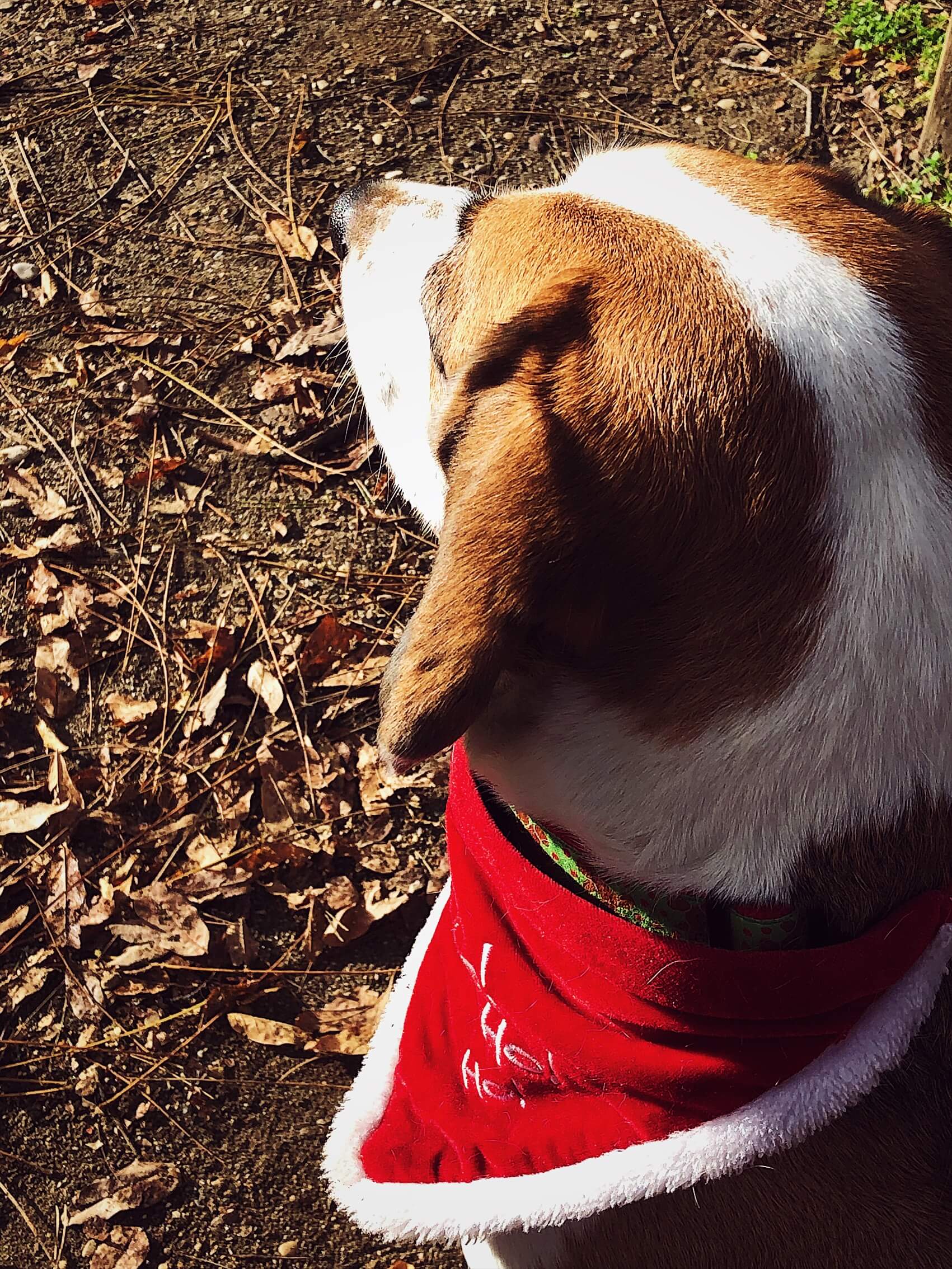 Christmas Day in Italy my beagle Smeagol with his Christmas bandana