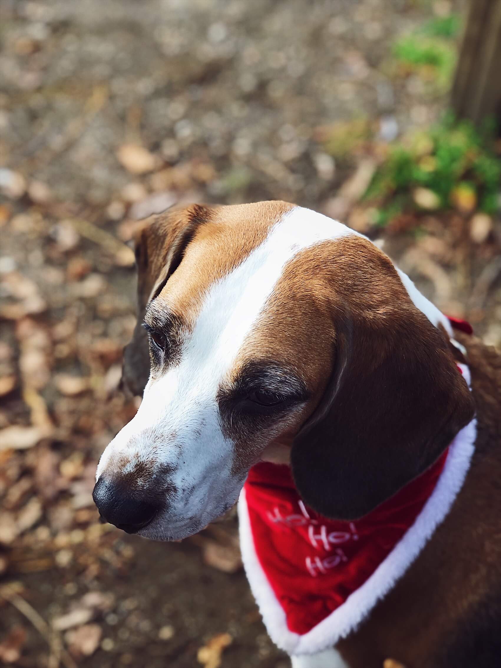 Christmas bandana beagle at the park