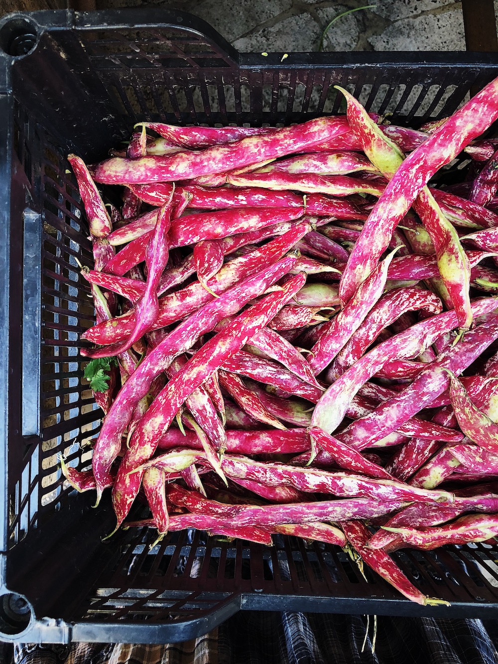 borlotti beans at the greengrocer