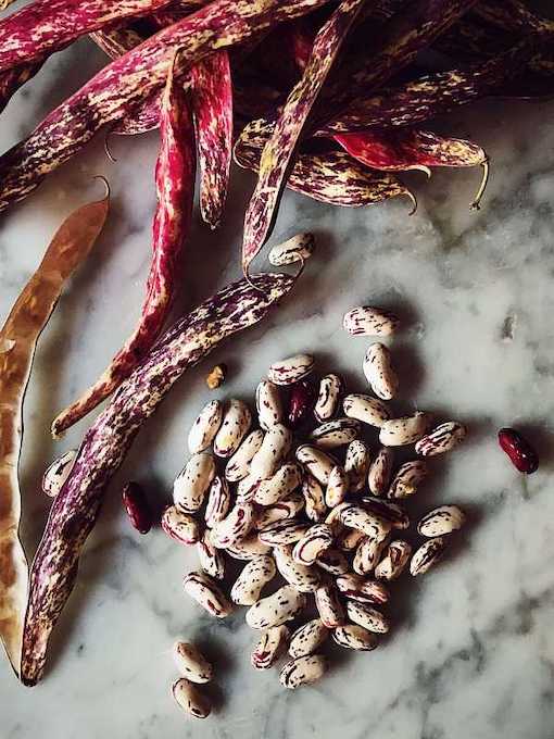 fresh borlotti beans, garlic and bay leaves