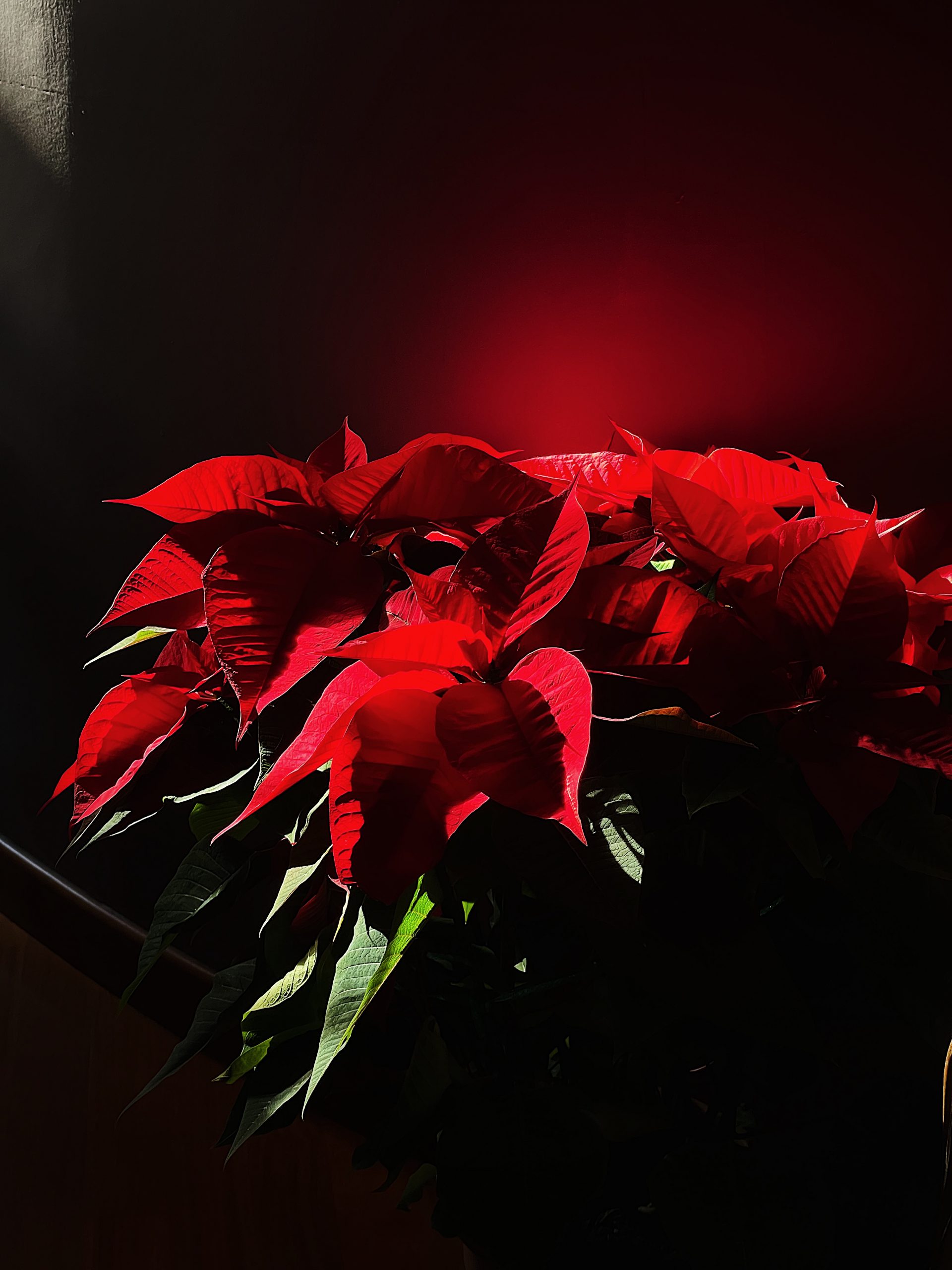 life in Rome: CHRISTMAS IN ROME