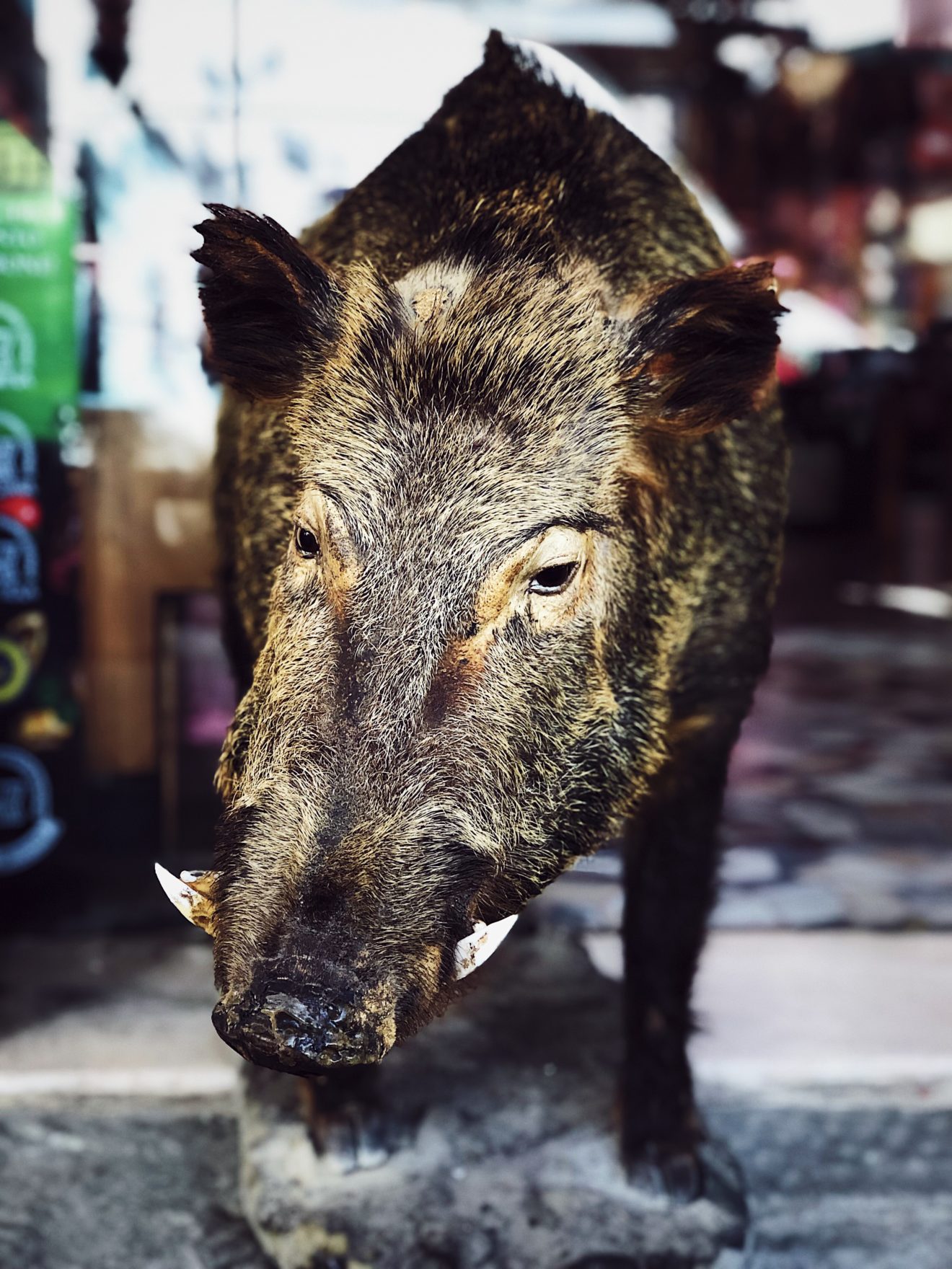 wild boar Italian recipes