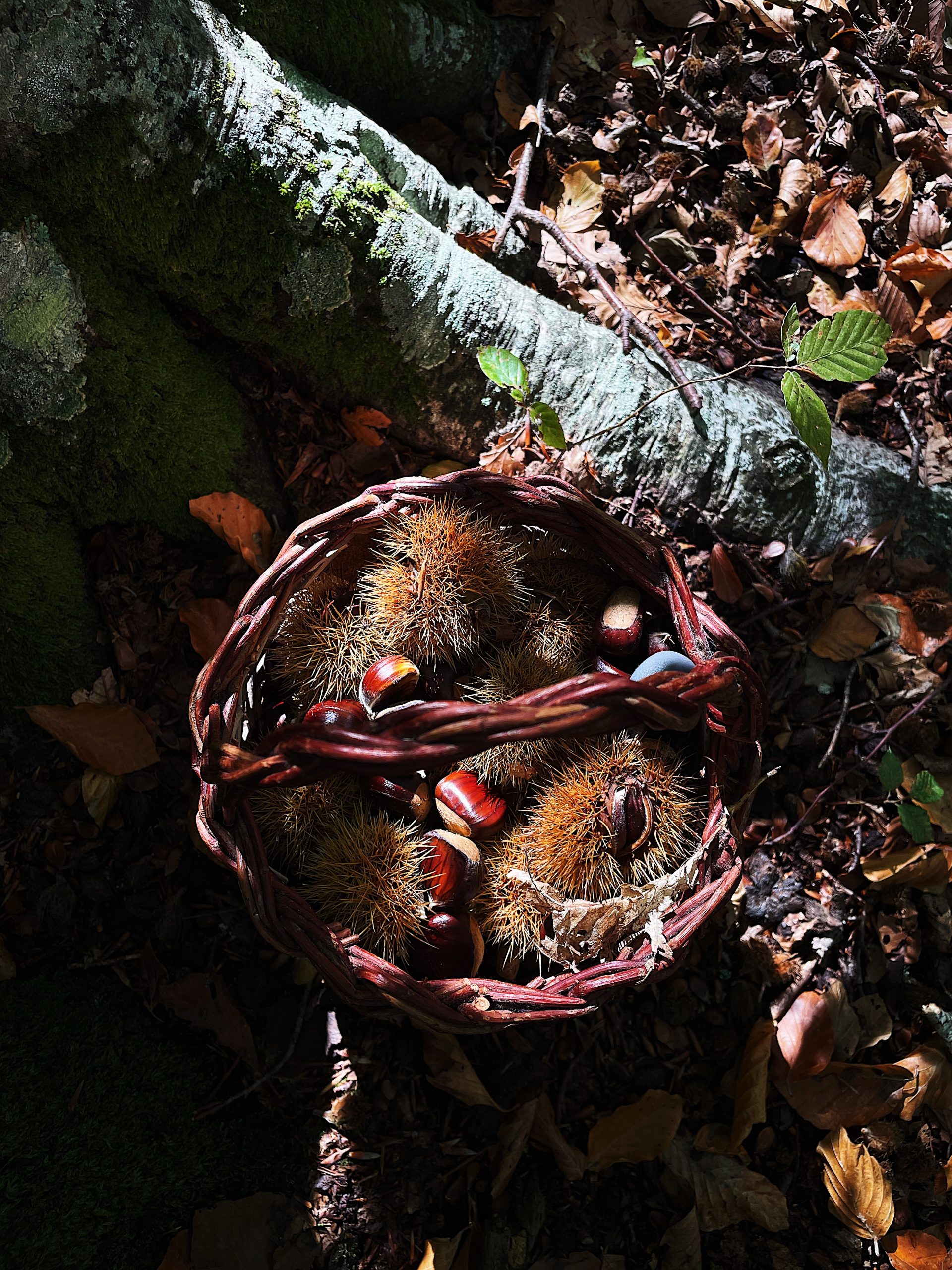 mushroom hunting