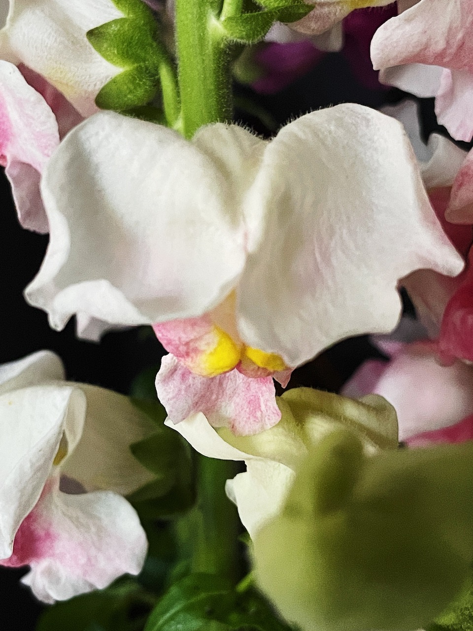 pink dragon flowers