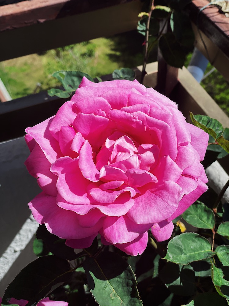 rose