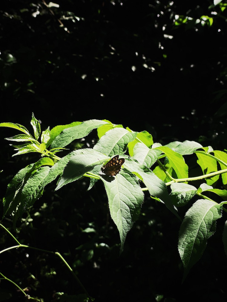 butterfly