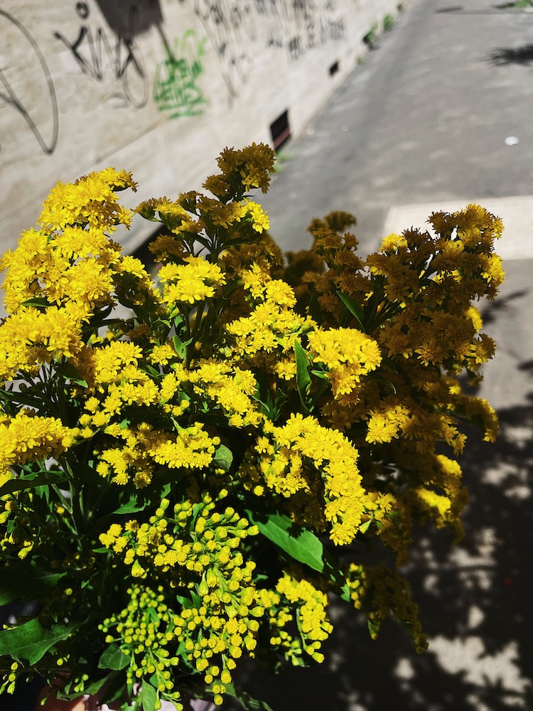 yellow flowers