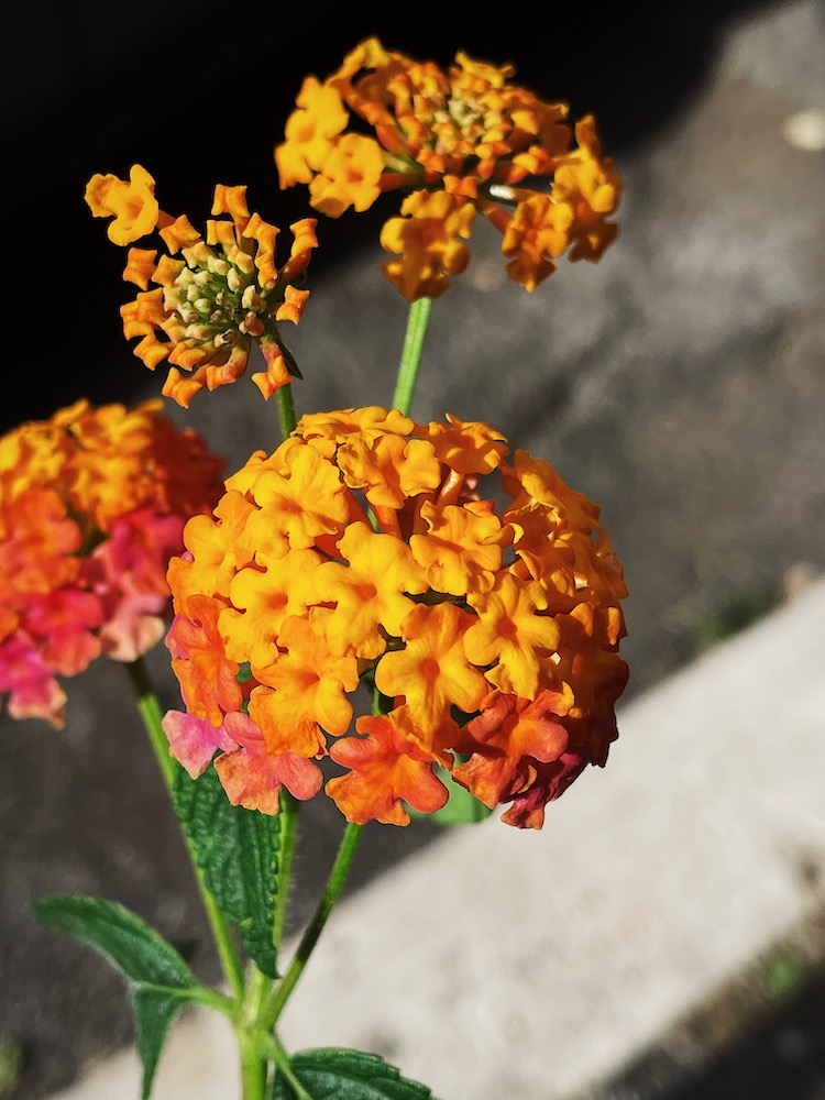 orange flowers