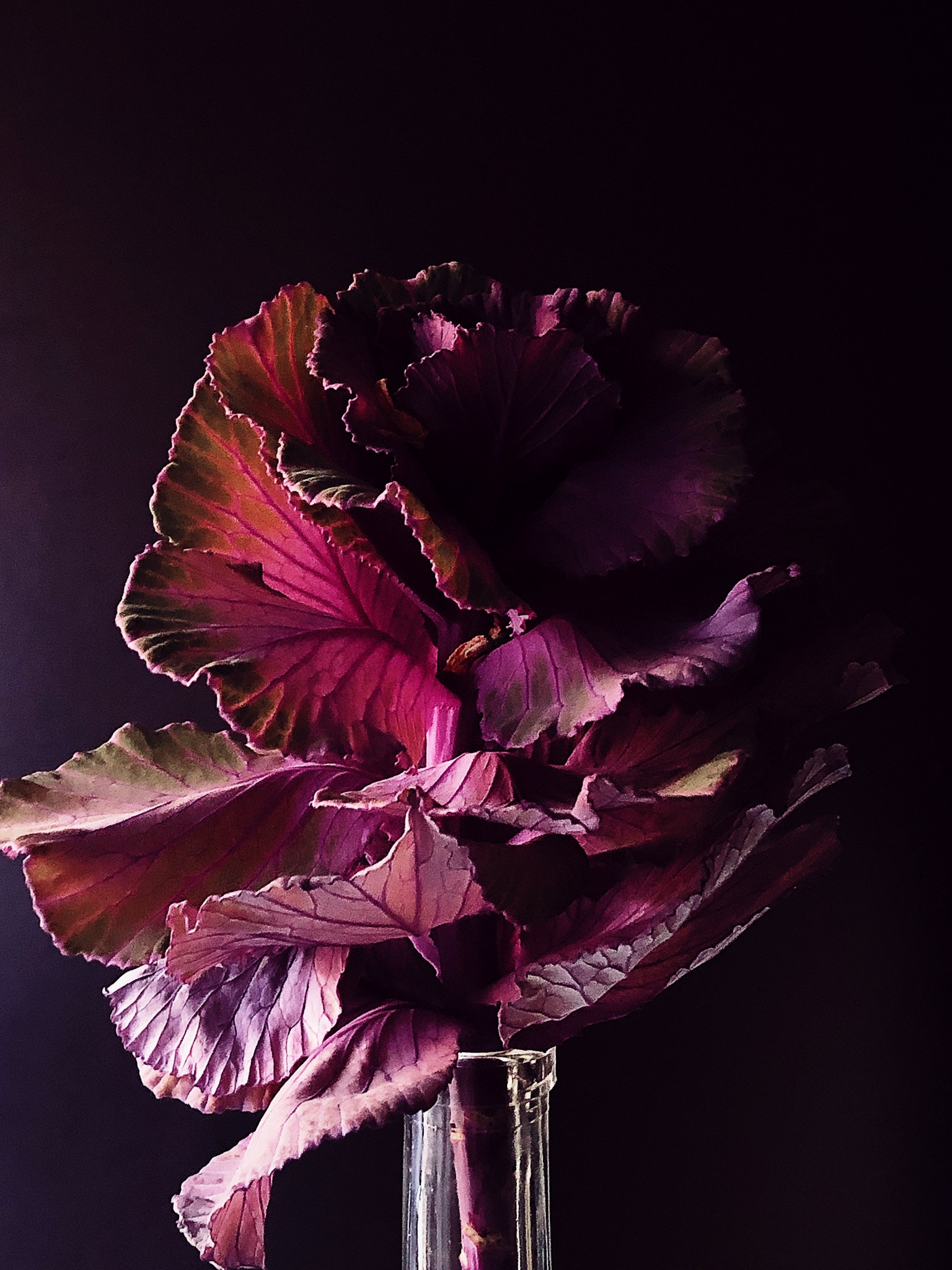 Luce d'Inverno, fine art photograph of a Brassica with pink and purple tones emerging from a dark background.